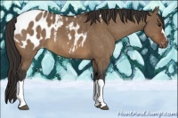 Horse Color:Brown Dun Appaloosa Brindle