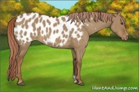 Horse Color:Red Dun Appaloosa Brindle 