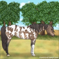 Horse Color:Brown Dun Appaloosa Brindle 