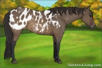 Horse Color:Brown Dun Appaloosa