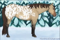 Horse Color:Bay Dun Appaloosa 