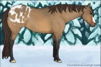 Horse Color:Bay Dun Appaloosa Brindle 
