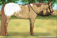 Horse Color:Red Dun Appaloosa