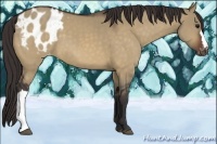 Horse Color:Brown Dun Appaloosa 