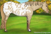 Horse Color:Red Dun Appaloosa Rabicano