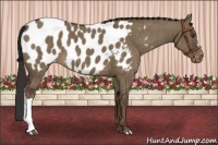 Horse Color:Liver Red Dun Appaloosa Brindle 
