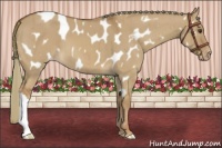 Horse Color:Red Dun Mushroom Appaloosa Brindle