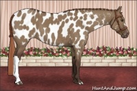 Horse Color:Liver Red Dun Appaloosa Brindle 