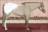 Horse Color:Liver Red Dun Appaloosa Brindle
