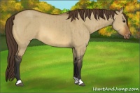 Horse Color:Bay Dun Appaloosa Brindle 