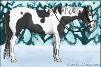 Horse Color:Black Splash Tobiano 