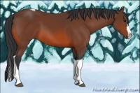 Horse Color:Bay Splash Tobiano