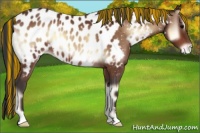 Horse Color:Painted Bay Onyx Appaloosa 