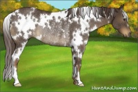 Horse Color:White Spotted Liver Chestnut Rabicano 