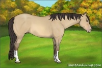 Horse Color:Amber Champagne Dun 