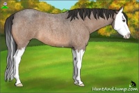 Horse Color:Buckskin Roan Splash 