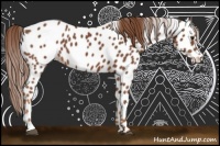 Horse Color:Chestnut Appaloosa 