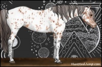 Horse Color:Bay Near Leopard  and Bay Near Fewspot Rabicano 