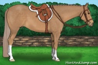 Horse Color:Palomino 