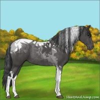 Horse Color:Black Tobiano Rabicano