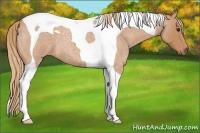 Horse Color:Red Roan Tobiano 