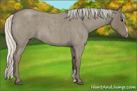 Horse Color:Silver Smoky Blue Roan Sabino