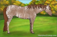 Horse Color:Red Ice Roan 