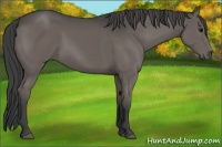 Horse Color:Smoky Black