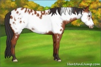 Horse Color:Bay Frame Appaloosa 