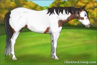 Horse Color:Bay Roan Splash Frame Snowcap 
