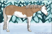 Horse Color:Palomino Splash 