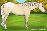 Horse Color:Silver Classic Champagne Dun Splash Varnish 