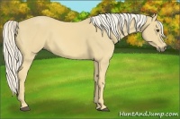 Horse Color:Palomino 