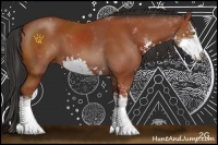 Horse Color:Bay Sabino 