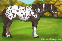 Horse Color:Liver Chestnut Tobiano Near Leopard 