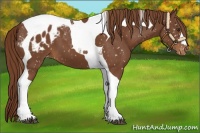 Horse Color:Chestnut Tobiano Blanket 