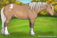 Horse Color:Silver Buckskin Snowflake Varnish