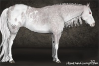 Horse Color:White Spotted Chocolate Silver Grullo Chinchilla Ice Appaloosa Rabicano 