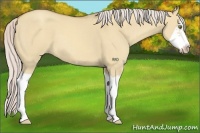 Horse Color:Silver Classic Champagne Dun Splash Frame