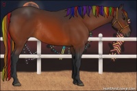 Horse Color:Painted Bay Rabicano 
