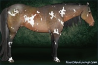 Horse Color:White Spotted Buckskin Appaloosa 