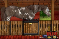 Horse Color:White Spotted Liver Chestnut Splash and Liver Chestnut