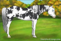 Horse Color:White Spotted Black Splash