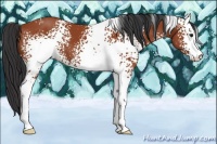 Horse Color:White Spotted Bay Sabino