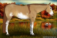 Horse Color:White Spotted Red Dun Frame 