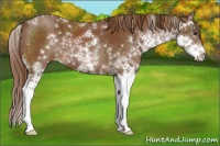 Horse Color:Chestnut Sabino 
