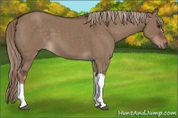 Horse Color:Liver Red Dun 