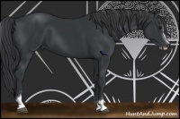 Horse Color:Black Sabino 