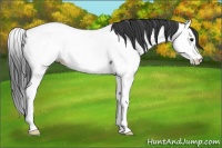 Horse Color:Blue Roan Splash Appaloosa
