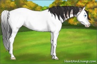 Horse Color:Bay Ice Splash Appaloosa 
